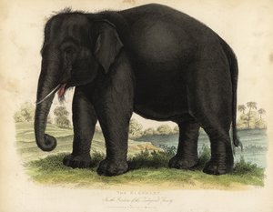 Asya fili, Elephas maximus, tehlikede.