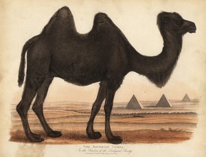 Bactrian devesi, Camelus bactrianus. by William Smellie