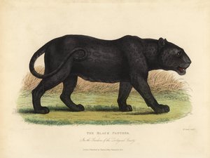 Kara Panter, Panthera pardus ve Panthera onca.