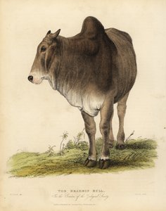 Zebu sığırlarının Brahma cinsi, Bos taurus indicus.
