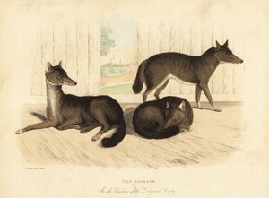 Altın çakal, Canis aureus. by William Smellie