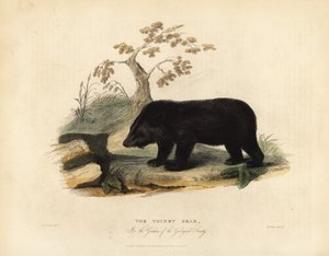 Himalaya kara ayısı, Ursus thibetanus laniger.