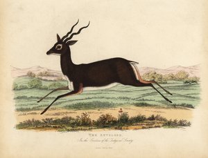 Hint antilopu veya blackbuck, Antilope cervicapra.