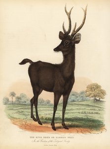 Cava geyiği veya Sunda sambar geyiği, Rusa timorensis. Hassas.