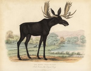 Geyik veya geyik, Alces alces.