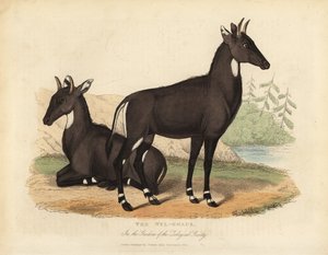 Nilgai veya mavi boğa, Boselaphus tragocamelus.