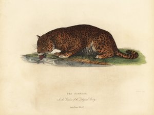 Panter, Panthera pardus veya Panthera onca. by William Smellie