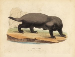 Ratel veya bal porsuğu, Mellivora capensis.
