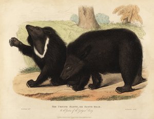 Tembel ayı, Melursus ursinus. Hassas.
