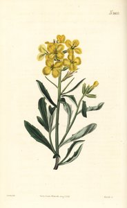 Kokulu duvar çiçeği, Erysimum odoratum (Tatlı kokulu alpin çit hardalı, Erysium lanceolatum eksi). William Curtis