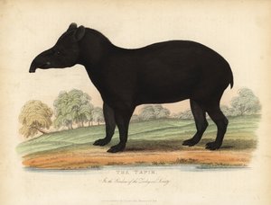 Güney Amerika tapiri, Tapirus terrestris, savunmasız.
