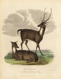 Bataklık geyiği veya barasingha, Rucervus duvaucelii.