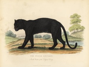 Kara Leopar, Panthera pardus.