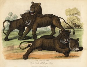 Zooloji Derneği Bahçelerinde Aslan Yavruları. by William Smellie