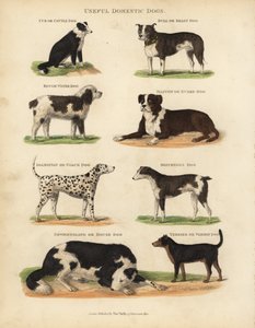 Faydalı Evcil Köpekler, Canis lupus familyis.