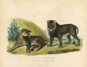Beyaz veya Gümüş Aslanlar, Panthera leo melanochaita.