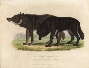 Hudson Körfezi Kurtları, Canis lupus. by William Smellie