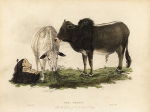 Zebu, Hintli Bos. by William Smellie