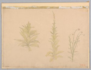 Mullein bitkilerinin incelenmesi by William Stanley Haseltine