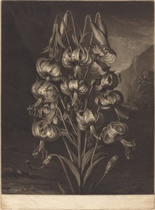 Süper Zambak by William Ward after Philip Reinagle