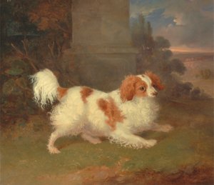 Bir Blenheim İspanyol by William Webb