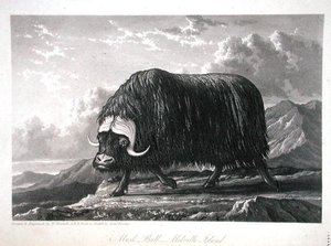 Musk Bull, Melville Adası, William Edward Parry tarafından 