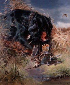 Gordon Setter sazlıklar arasında