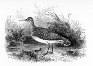The Common Sandpiper, William Yarrell