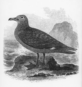 Ortak Skua, William Yarrell tarafından 