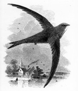 The Common Swift, William Yarrell