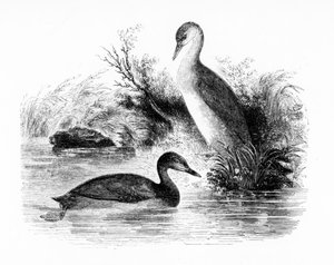 Küçük Batağan veya Dabchick, William Yarrell tarafından 