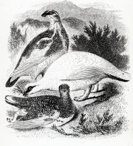 Ptarmigan, William Yarrell