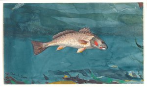 Kanal Levreği by Winslow Homer