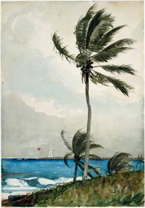 Palm Tree, Nassau by Winslow Homer