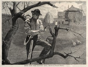 Bahar Çiftliği İşi - Aşılama, 1870. by Winslow Homer