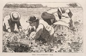 Çilekli Yatak by Winslow Homer