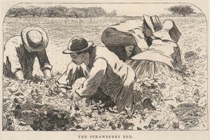 by Winslow Homer