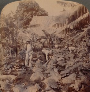 Tütün Kesme - Tipik Bir Çiftlik - Havana Eyaleti, Küba, 1899