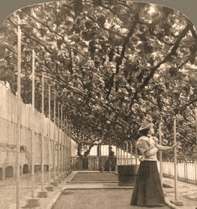 Dünyanın En Eski Asması, Hampton Court Sarayı, 1768 İngiltere, 1897 dikildi.