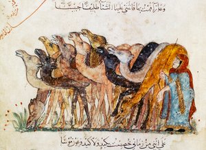 Ms Ar 5847 f.101, Deve Sürüsü, 