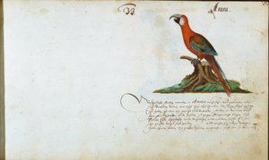 papağan by Zacharias Wagner