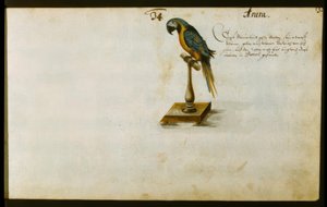 papağan by Zacharias Wagner