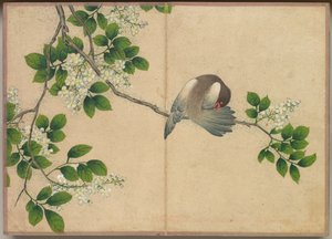 Masa Albümü: Çiçek ve Kuş Resimleri Preening Bird, 18th Century.