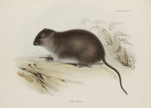Çalı veya kahverengi ayaklı sıçan, Avustralya, c 1832-1836 by John Pardon