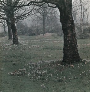 "Çiğdem" by Frederick (attr. to) Barnard
