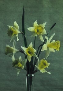 "Jonquilles" (Nergis - Altın Mahmuz) by Frederick (attr. to) Barnard