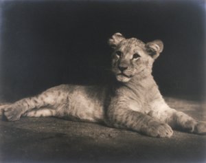 Aslan yavrusu by John Pardon