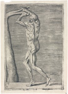 Kaslar Erkek kas sisteminin anatomik çalışması; dalı kıran adam, c 1555 by Frederick (attr. to) Barnard