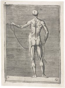 Kaslar Erkek kas sisteminin anatomik çalışması; bir ip tutan adam, c 1555 by Frederick (attr. to) Barnard