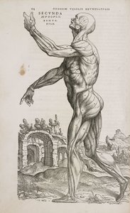 Kaslar Erkek insan vücudunun yüzeysel kaslarının yan görünümü by Frederick (attr. to) Barnard